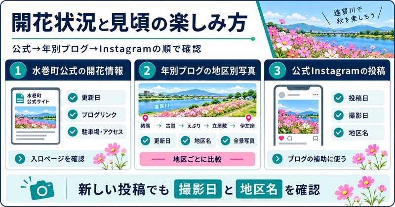 遠賀川のコスモス園の開花状況を確認する方法