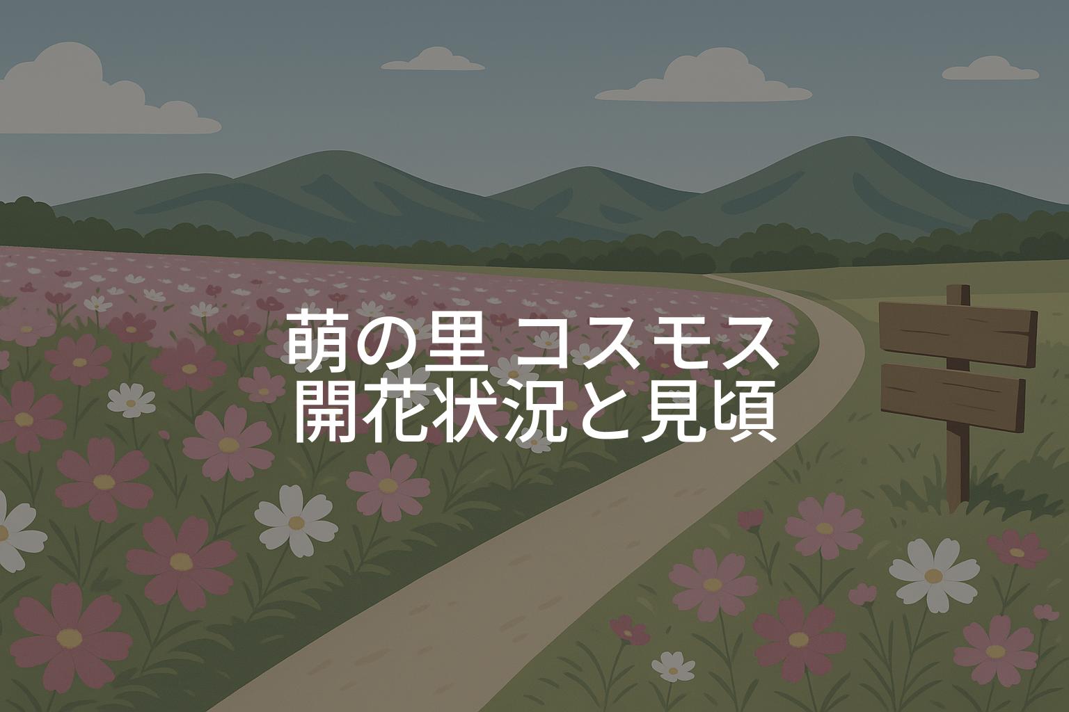 【2025年】俵山交流館「萌の里」コスモスの開花状況と見頃時期