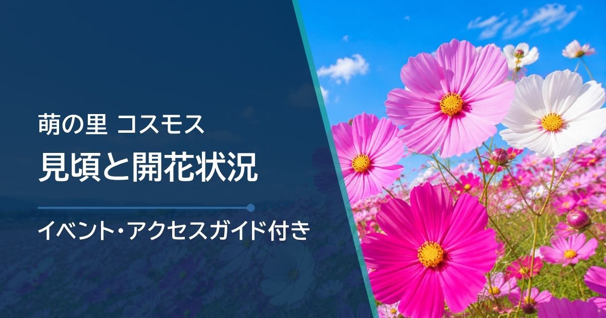 俵山交流館「萌の里」コスモスの開花状況と見頃時期