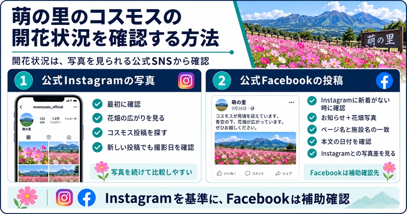 萌の里のコスモスの開花状況を確認する方法