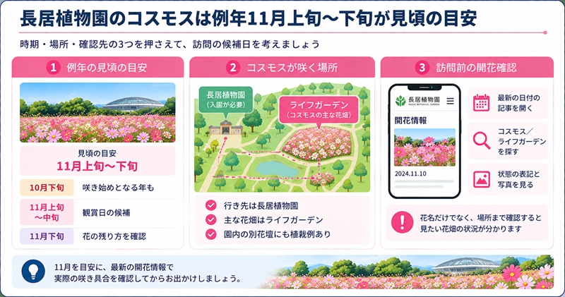 長居植物園のコスモスは例年11月上旬〜下旬が見頃の目安