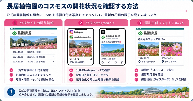 長居植物園のコスモスの開花状況を確認する方法