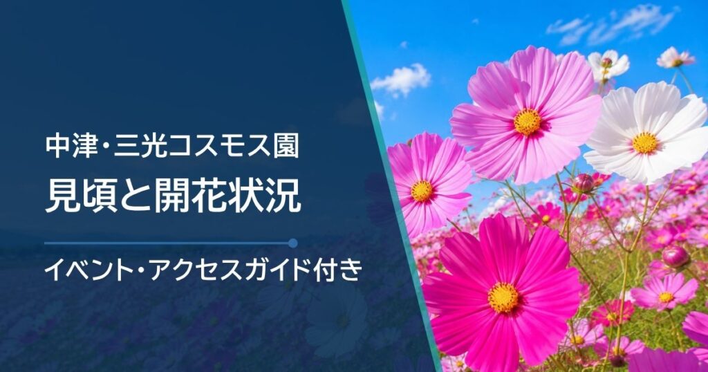 中津・三光コスモス園の開花状況はどこで確認？例年の見頃・会場・駐車場を紹介