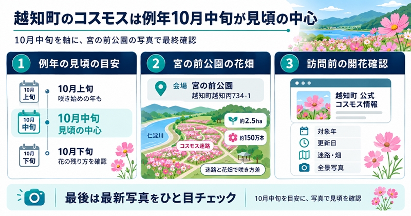 越知町のコスモスは例年10月中旬が見頃の中心