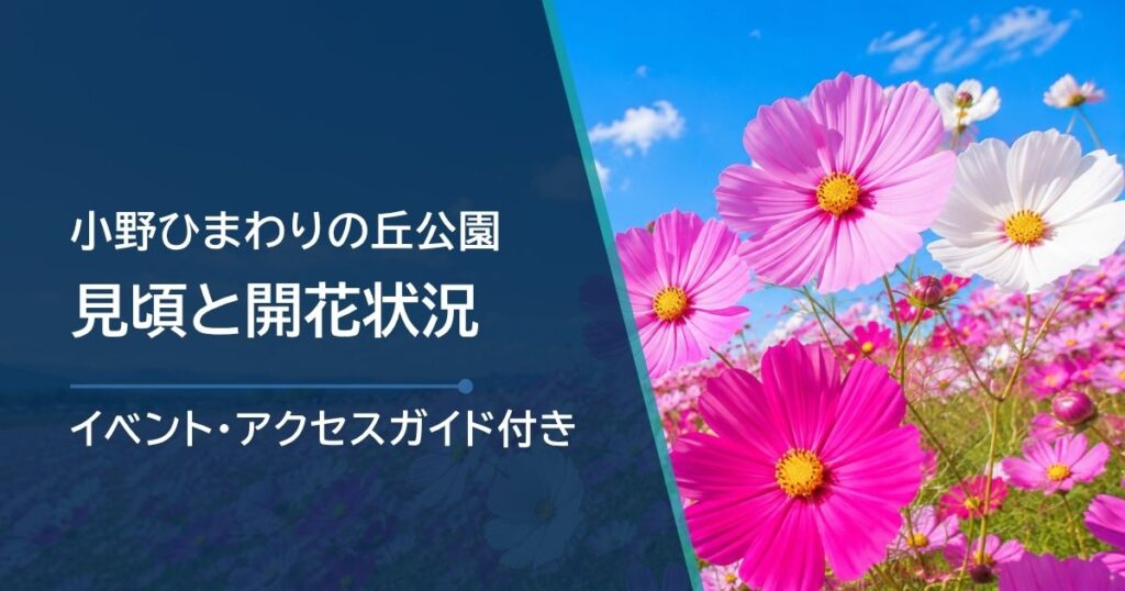 小野ひまわりの丘公園のコスモスの開花状況はどこで確認？例年の見頃と切り花も紹介