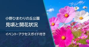 小野ひまわりの丘公園のコスモスの開花状況はどこで確認?例年の見頃と切り花も紹介