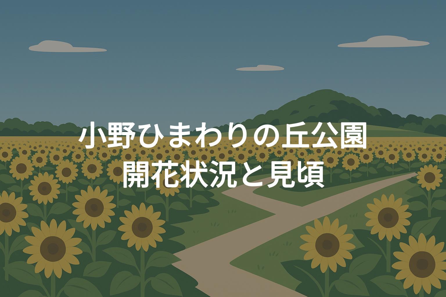 【2025年】小野ひまわりの丘公園の開花状況と見頃ガイド