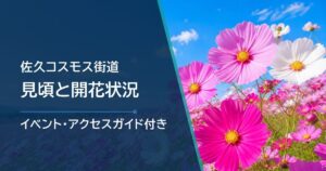 佐久コスモス街道の開花状況を確認したい！見頃はいつ？内山牧場との違いと回り方