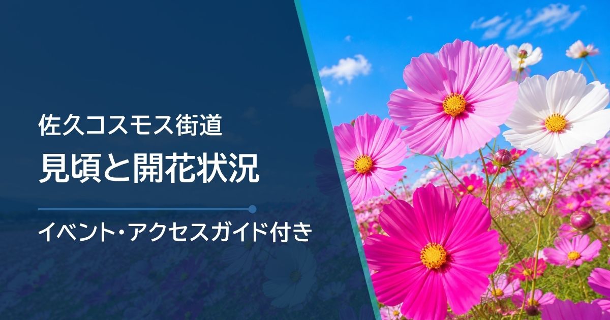 佐久コスモス街道の開花状況を確認したい!見頃はいつ?内山牧場との違いと回り方