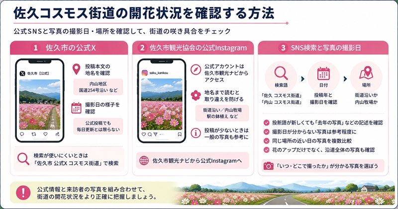 佐久コスモス街道の開花状況を確認する方法