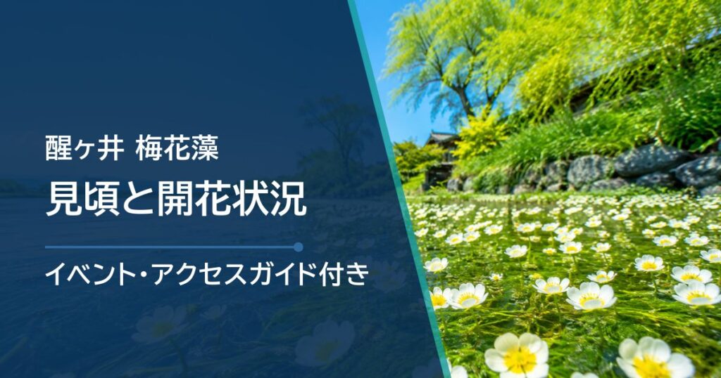 【2026年】醒ヶ井 梅花藻の開花状況は？見頃と最新情報の確認方法