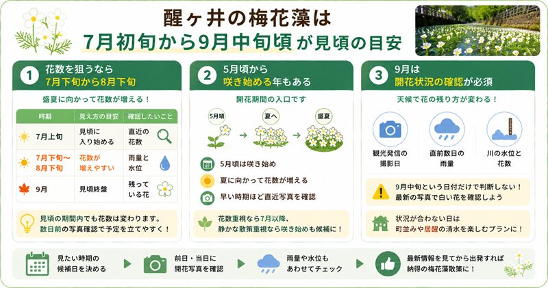 醒ヶ井の梅花藻は7月初旬から9月中旬頃が見頃の目安