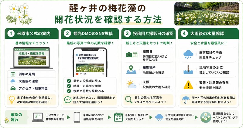 醒ヶ井の梅花藻の開花状況を確認する方法
