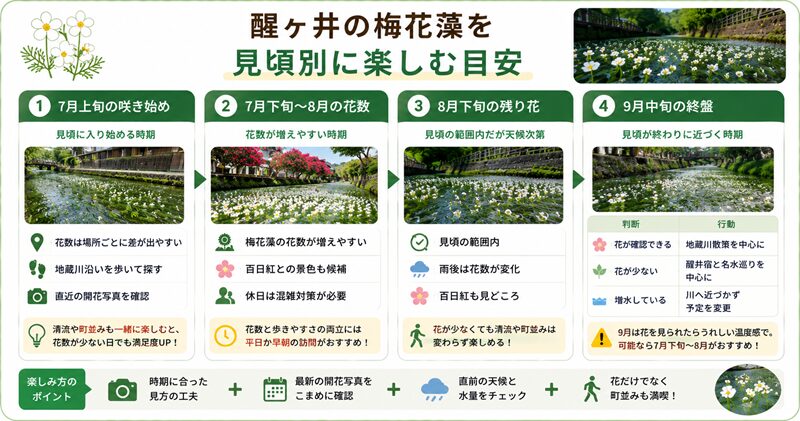 醒ヶ井の梅花藻を見頃別に楽しむ目安