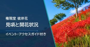 【2026年】権現堂 彼岸花(曼珠沙華まつり)の開花状況と見頃