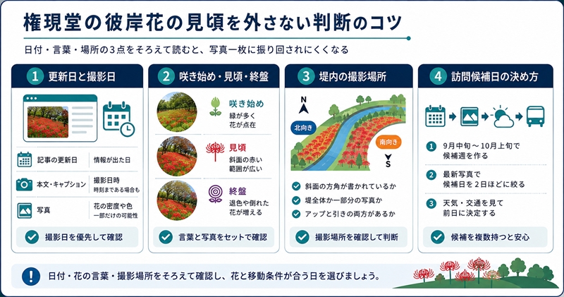 権現堂の彼岸花の見頃を外さない判断のコツ