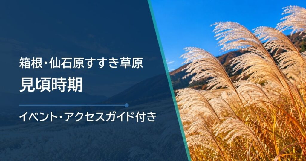 箱根・仙石原すすき草原は11月でも見頃？9月からの変化と紅葉の確認先