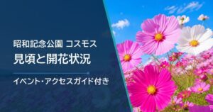 昭和記念公園のコスモスの開花状況はどこで確認？品種別の見頃と花畑に近い入口を紹介