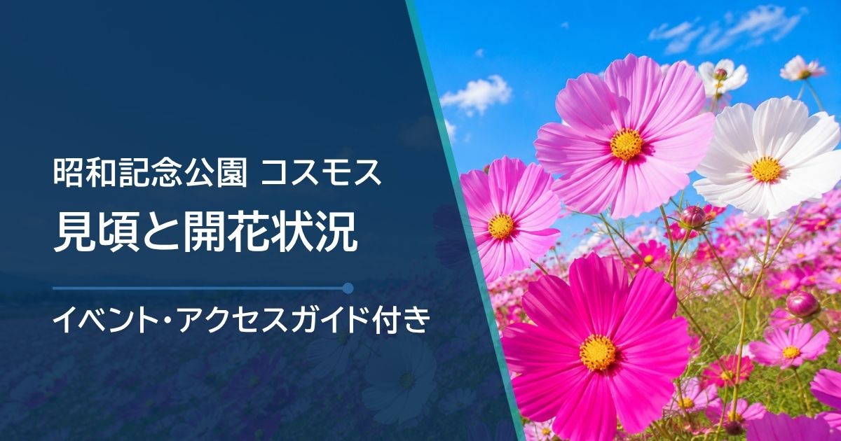 昭和記念公園のコスモスの開花状況はどこで確認？品種別の見頃と花畑に近い入口を紹介