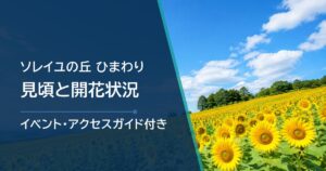 【2026年】ソレイユの丘のひまわりの見頃は？開花状況の確認場所も紹介