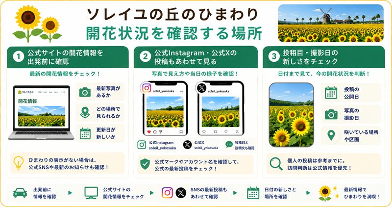 ソレイユの丘のひまわり開花状況を確認する場所