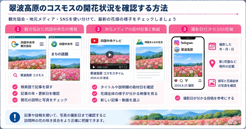 翠波高原のコスモスの開花状況を確認する方法