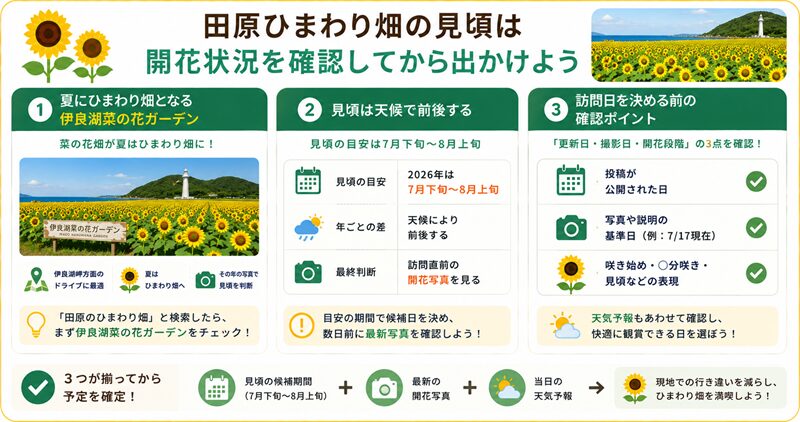 田原ひまわり畑の見頃は開花状況を確認してから出かけよう