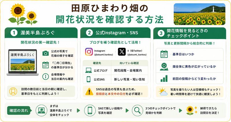 田原ひまわり畑の開花状況を確認する方法