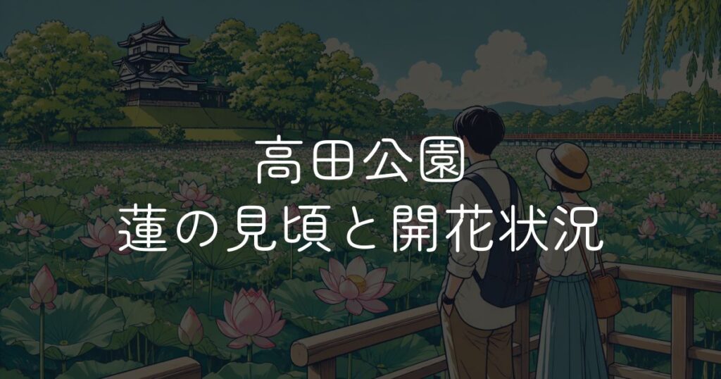 高田公園ハスの開花状況は？見頃と観蓮会の見どころ
