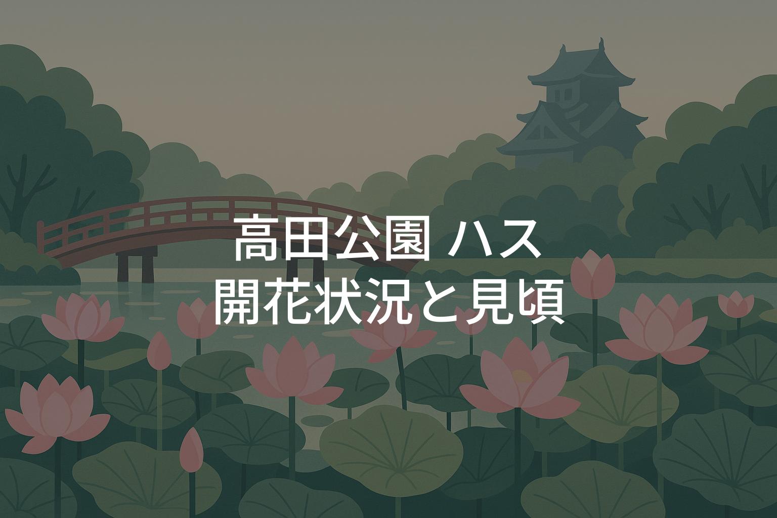 【2025年】高田公園ハスの開花状況は？見頃と観蓮会の見どころ