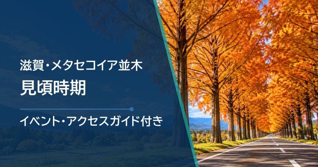 滋賀県・メタセコイア並木の紅葉時期と見頃はいつからいつまで？