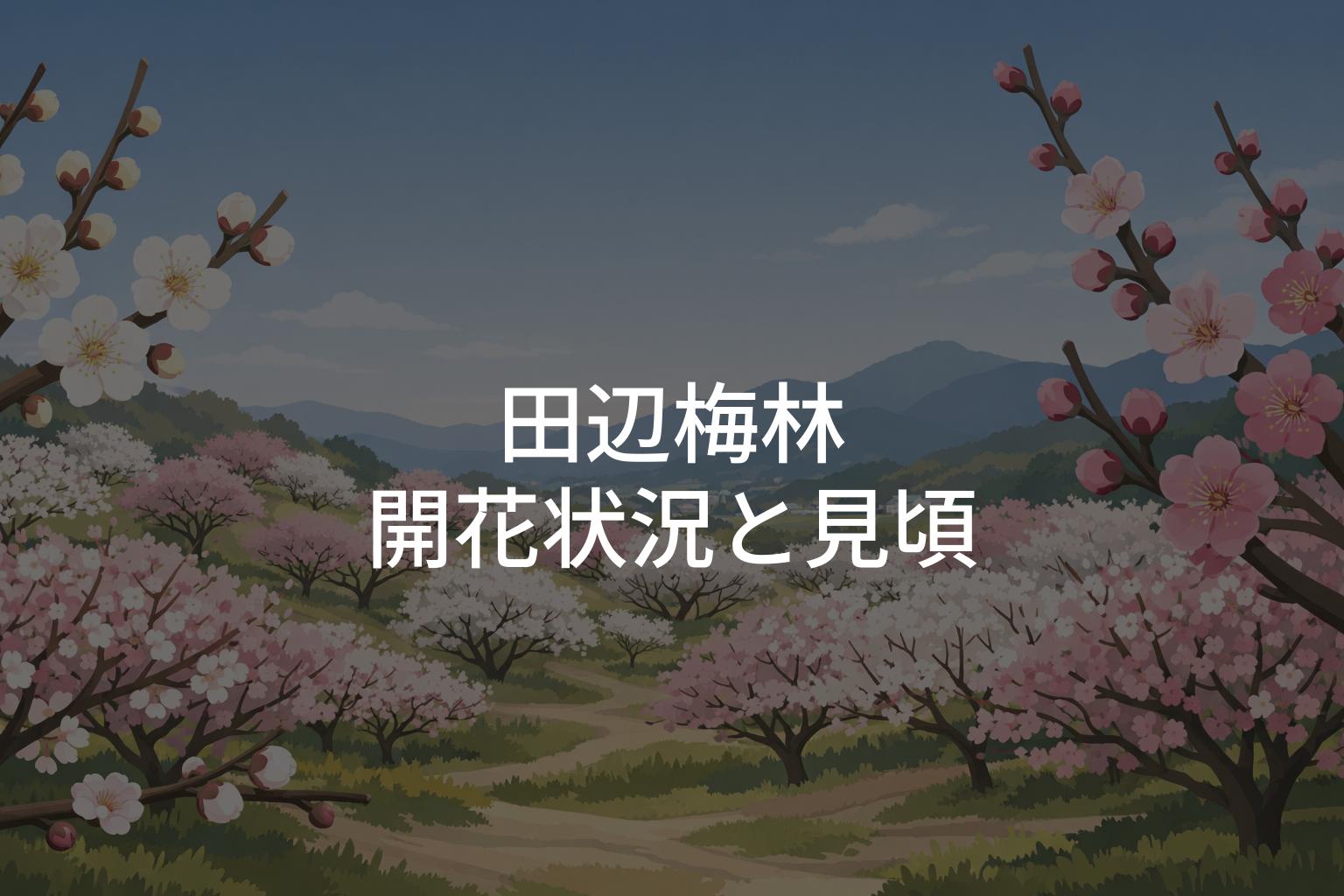 田辺梅林の開花状況は？見頃時期と満開予想