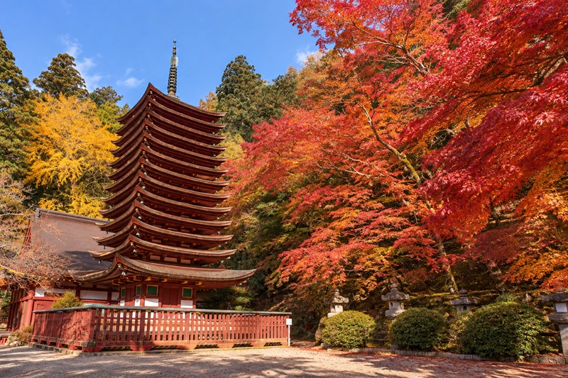 談山神社の紅葉シーズンの見頃時期はいつからいつまで?
