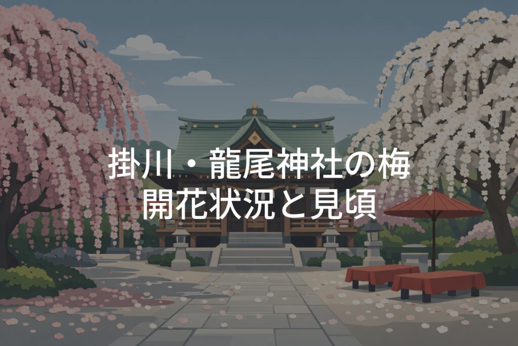 掛川・龍尾神社 梅の開花状況！梅まつりと見頃時期