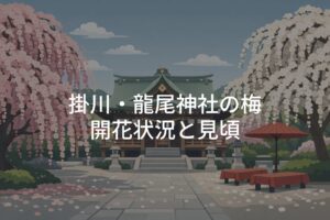 掛川・龍尾神社 梅の開花状況！梅まつりと見頃時期