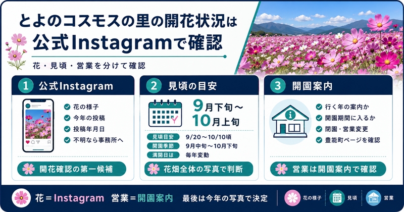 とよのコスモスの里の開花状況は公式Instagramで確認