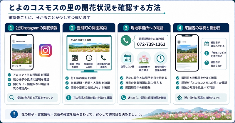 とよのコスモスの里の開花状況を確認する方法