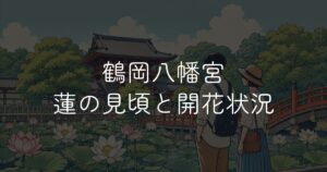 鶴岡八幡宮ハスの花の開花状況と見頃を解説