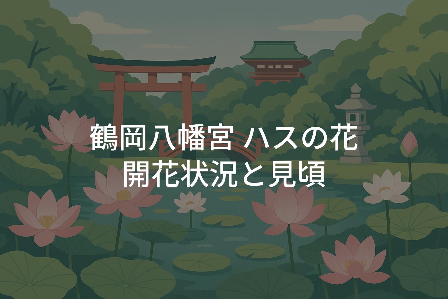 【2025年】鶴岡八幡宮ハスの花の開花状況と見頃を解説