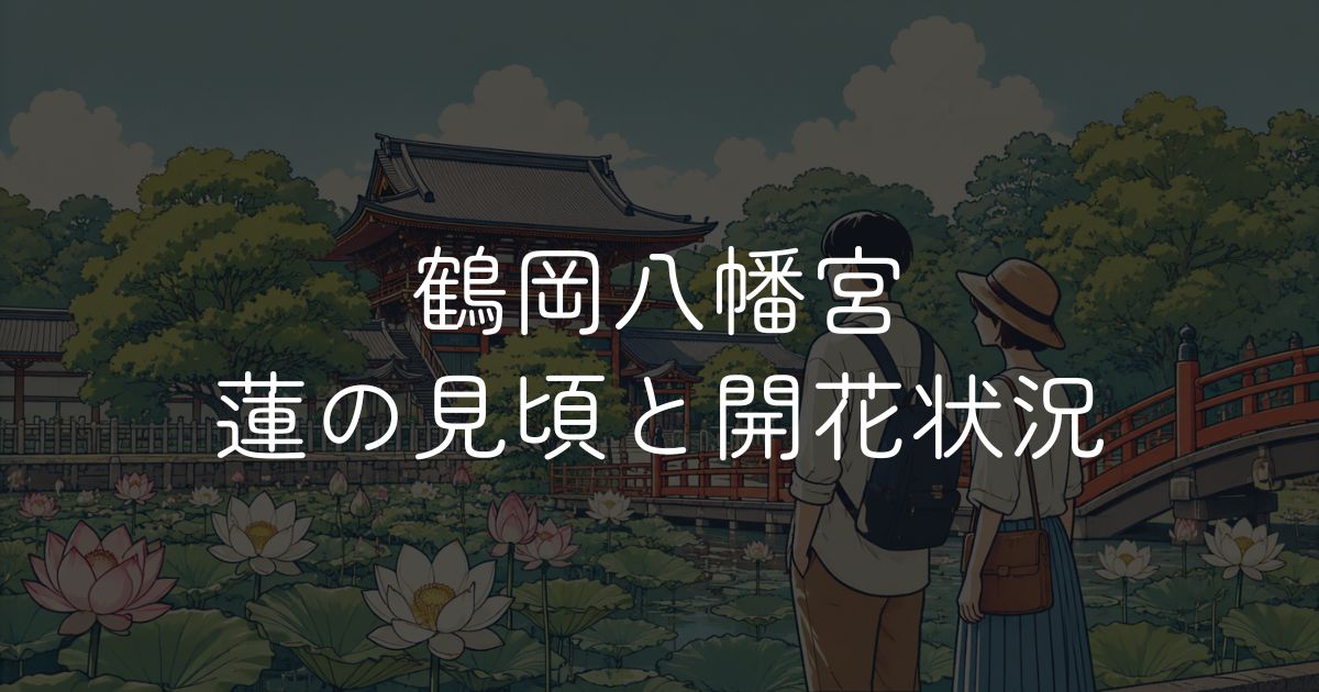 鶴岡八幡宮ハスの花の開花状況と見頃を解説