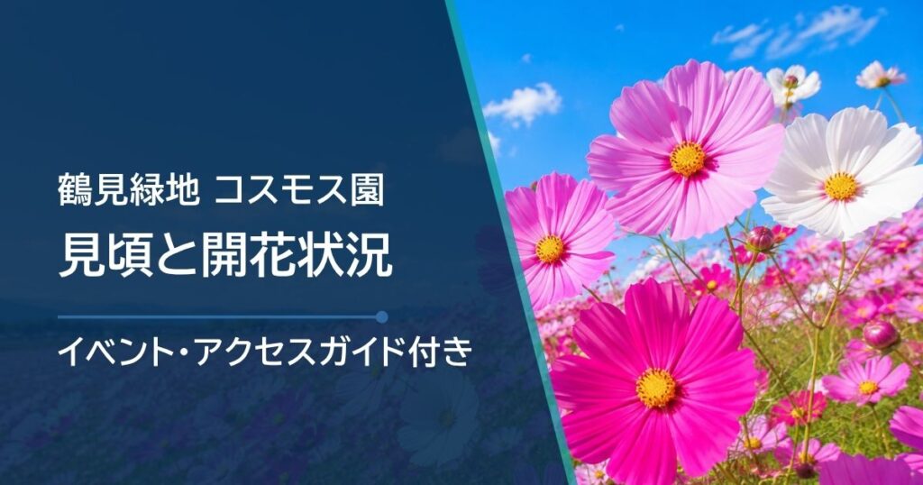 花博記念公園鶴見緑地コスモスの開花状況と見頃時期