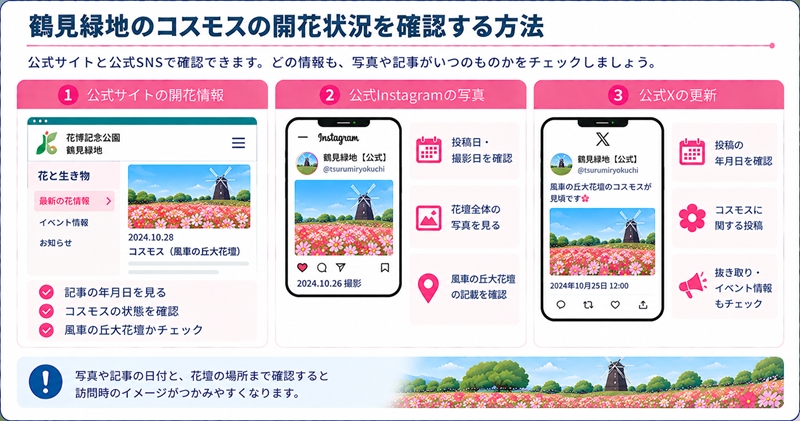 鶴見緑地のコスモスの開花状況を確認する方法