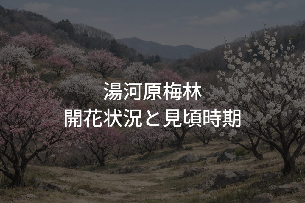 【2026年】湯河原梅林の開花状況と見頃時期