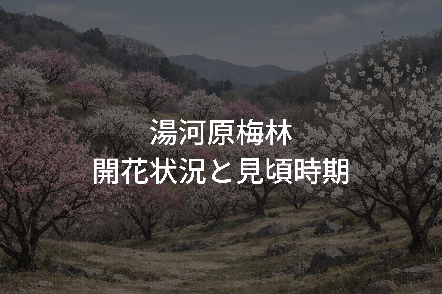 【2026年】湯河原梅林の開花状況と見頃時期