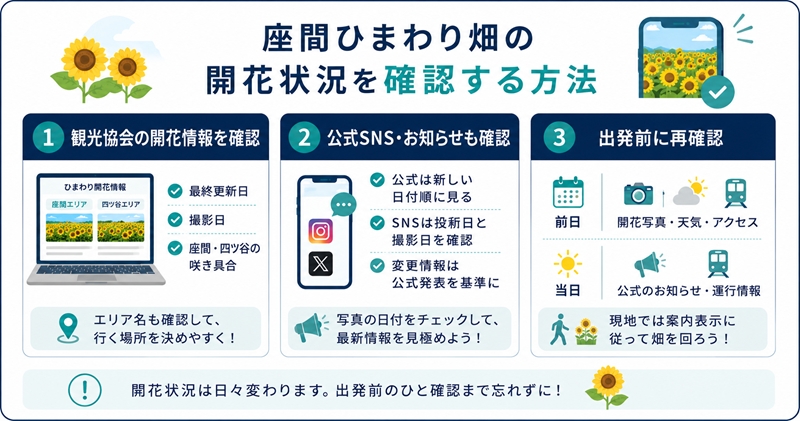 座間ひまわり畑の開花状況を確認する方法